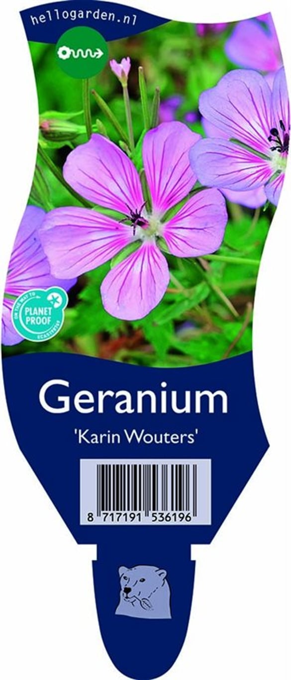 Geranium 'Karen Wouters' - P11